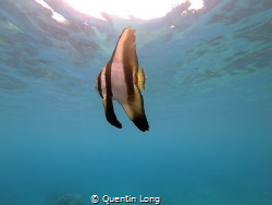 Batfish seen at Barrier Beach, Espiritu Santo, Vanuatu. T... by Quentin Long 